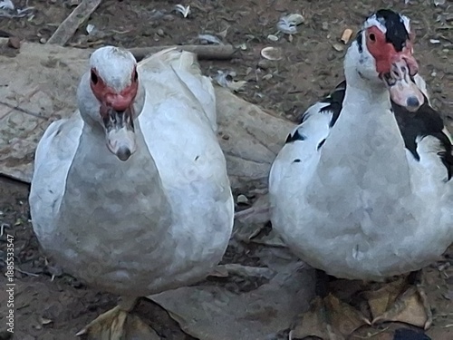 Two Muscovy ducks