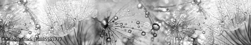Black and white dandelion seeds with dew drops artistic macro banner with silver contrast