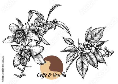 Coffee and vanilla hand-drawn botanical illustration. Black and white engraving of coffee branch with berries and leaves, and vanilla orchid flowers for cafe, kitchen, dessert, gourmet