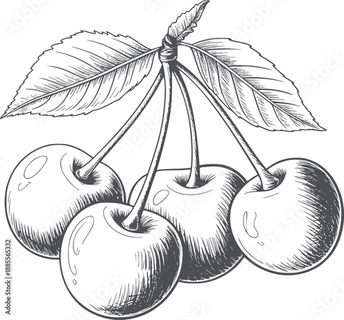 Pen and Ink of Four Cherries with a Leaf black