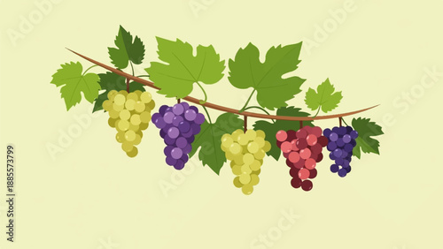 Colorful grape clusters hang from a vine with green leaves