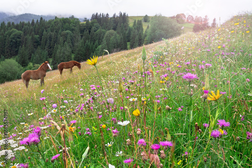 Two horses grazing on a blooming summer meadow with wildflowers and spruce forest in the mountains