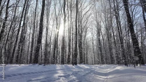 Snowy winter in the forest with falling snow, blue sky and sun