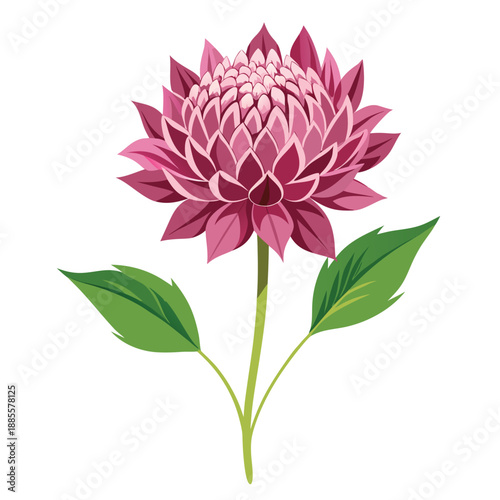 astrantia major flower on white background