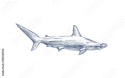 Hand drawn monochrome hammerhead shark. . Vector illustration in engraving style 

