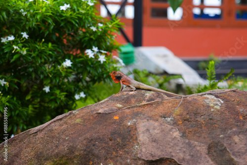 Oriental garden lizard (Calotes versicolor) perched on a weathered rock in Vietnam, orange breeding head, shallow depth of field with urban garden bokeh.