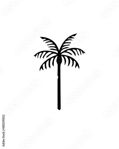 palmera