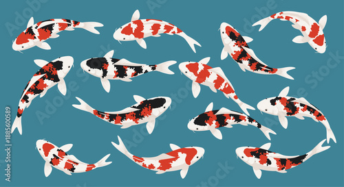 Beautiful koi fish with vibrant red orange and black patterns swim gracefully in a clear blue pond in this illustration.