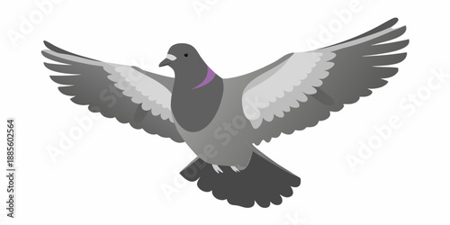A gray pigeon in mid flight with wings fully extended and a purple collar