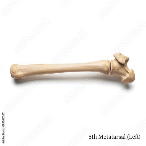 Bone model of a horse's left fifth metatarsal isolated on a clean white background