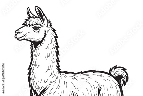 A black and white illustration of a llama standing alone