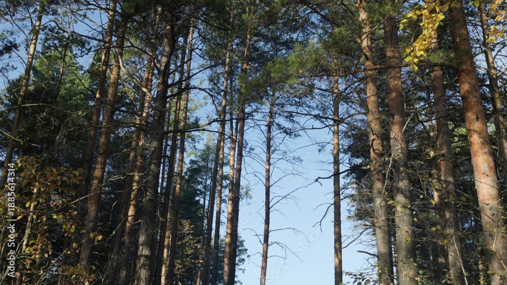 Fototapeta premium Camera tilting down from pine trees canopy to forest path