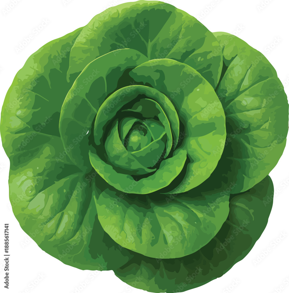 Fototapeta premium Fresh Green Lettuce Head With Swirling Leaves vegetable