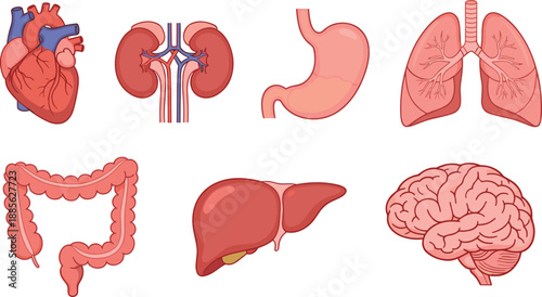 Cartoon human organ set, educational anatomy icons, internal body parts illustration, medical awareness design, flat vector illustration
