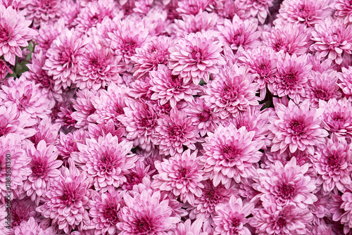 Full frame of many pink chrysanthemum flowers blooming. Floral background for abstract pattern or spring, summer garden concept.