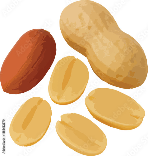 Scattered Peanuts and Kernels on White Background legume