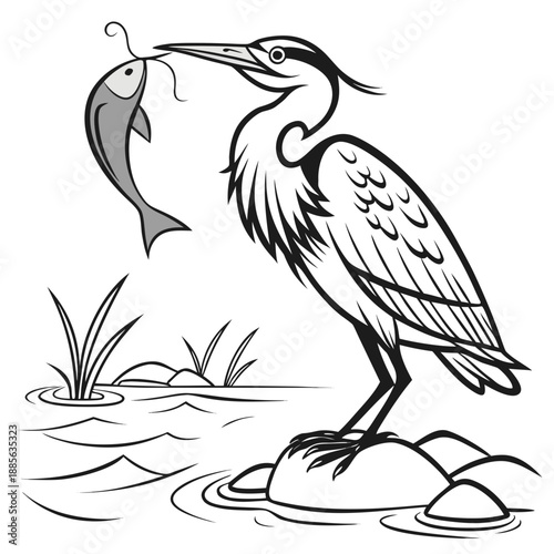 Black and white heron standing on rock with fish in beak