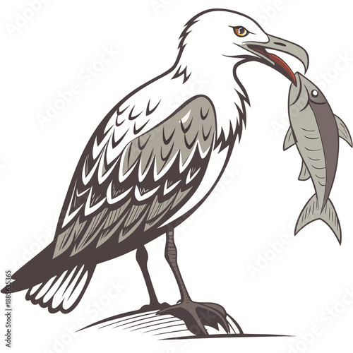 White and gray seagull holding fish in beak bird