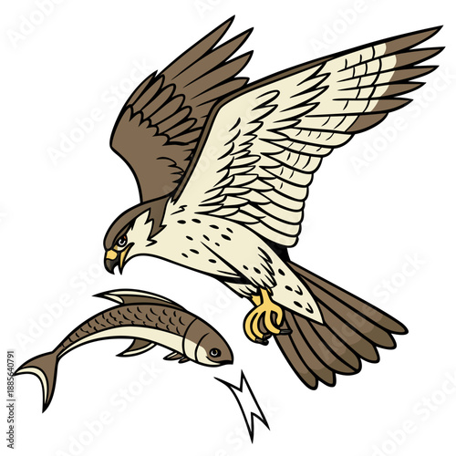 Bird of prey swooping down to catch fish hawk flying