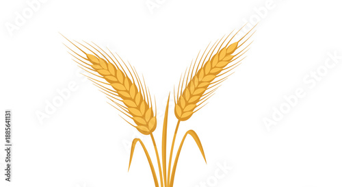 Two golden stalks of ripe wheat grain arranged symmetrically on a white background as a symbol of agriculture and harvest.