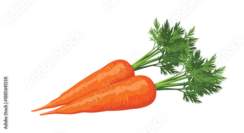 Two fresh whole carrots with their vibrant green leafy tops attached placed together on a clean white background for cooking.