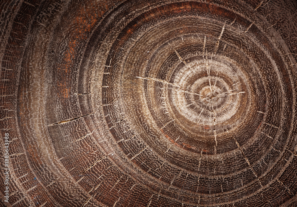 Fototapeta premium Stump of oak tree felled - section of the trunk with annual rings. Slice old oak wood. A cross-section of an old tree trunk with growth rings on it. 