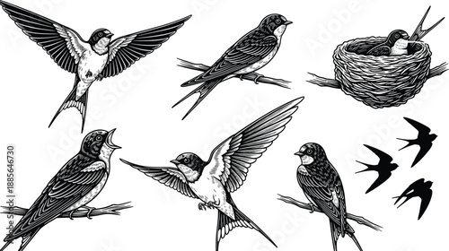 Swallow bird illustrations collection, flying and perching poses, vintage engraved wildlife style, nest and songbird drawings, isolated on white background
