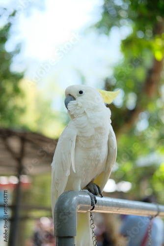 The white cockatoo (Cacatua alba) - Close up details of the white parrot, the white parrot in the wild