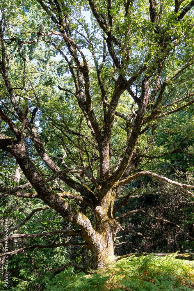 Fototapeta premium Ancient oak tree growing in lush green forest