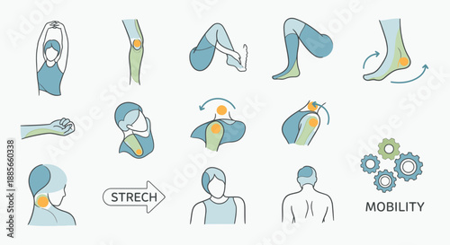 Human Body Stretching and Mobility Exercises.