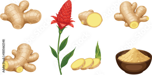 Fresh ginger root illustrations with flower, slices, powder bowl and whole rhizomes isolated on white background for herbal and culinary design