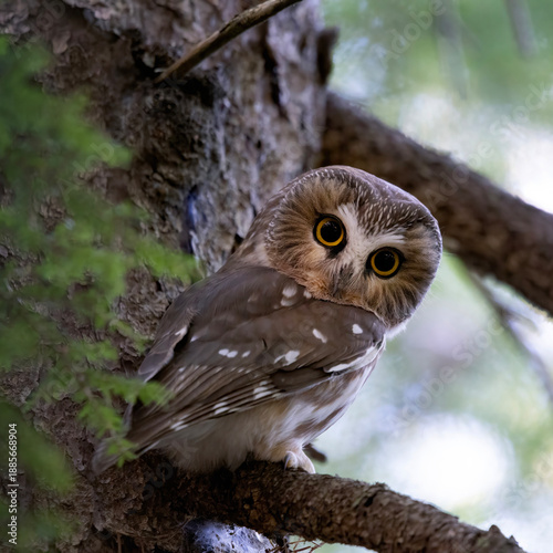Obraz na plátně Northern saw whet owl Aegolius acadicus makes eye contact as it peers over its s