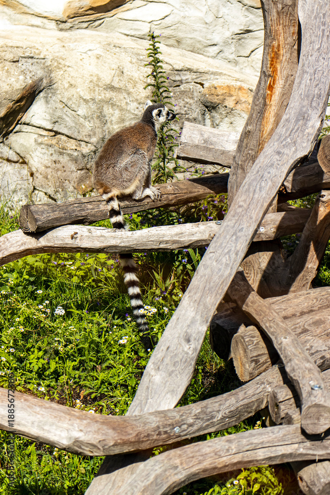 Fototapeta premium Ring-tailed lemur sitting on a wooden branch. Wildlife photography of Lemur catta with long striped tail in a sunny natural habitat, Madagascar primate and animal care concept.