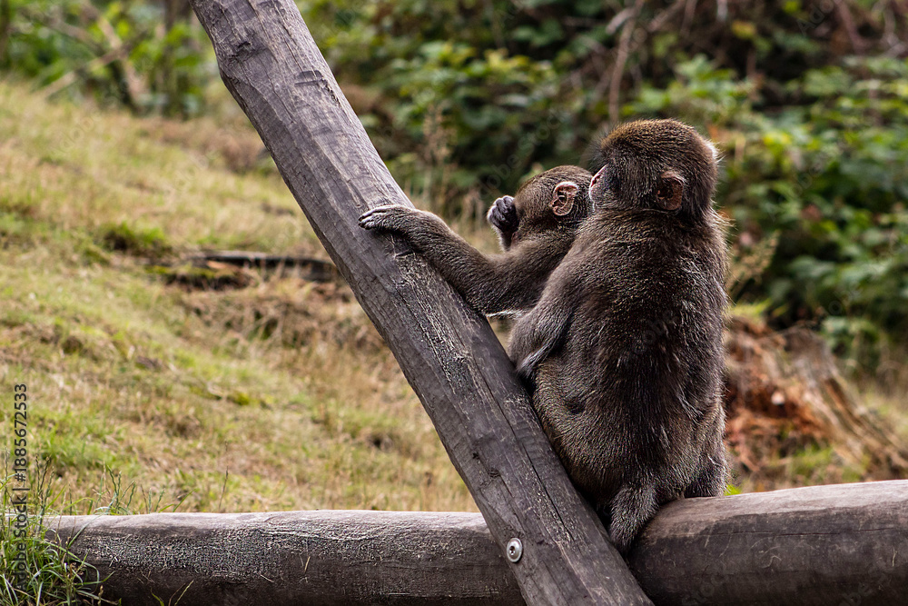 Obraz premium Two monkeys climbing and playing on a wooden log. Wildlife photography of macaques in a forest habitat, concept of animal curiosity, social interaction and nature exploration.
