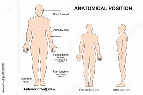 Schilderij op canvas Anatomical Position, Flashcard Poster, Human