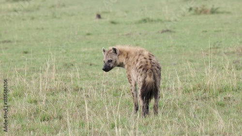 Lone spotted hyena looking back in Masai Mara grassland