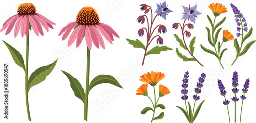 Colorful illustration of various wildflowers and herbs on white background