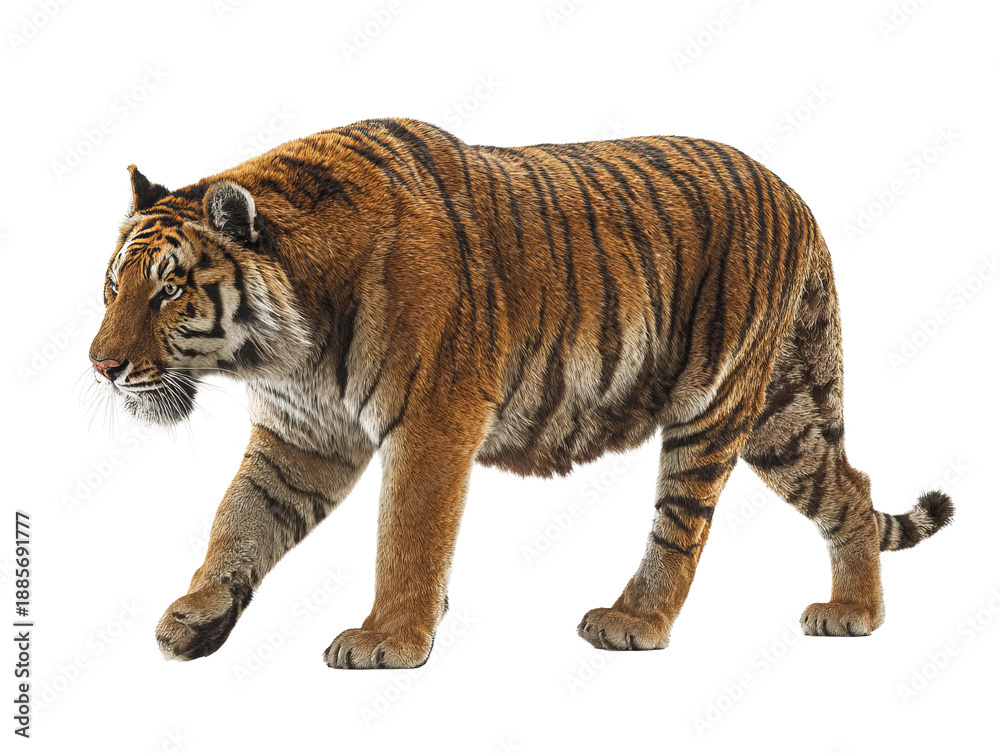 Obraz premium Majestic tiger in its full glory, showcasing its orange and black stripes. The big cat is captured in a confident pose, capturing its power and grace Isolated Transparent Background, PNG