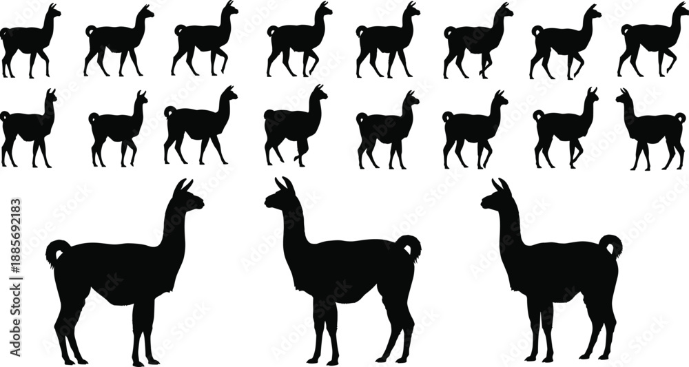 Obraz premium Black Llama and Alpaca Silhouettes Set with Walking Animal Profiles and Standing Vicuna Icons Isolated on White Background for Wildlife Vector Graphic Design
