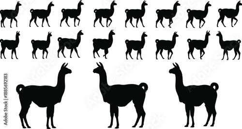 Black Llama and Alpaca Silhouettes Set with Walking Animal Profiles and Standing Vicuna Icons Isolated on White Background for Wildlife Vector Graphic Design