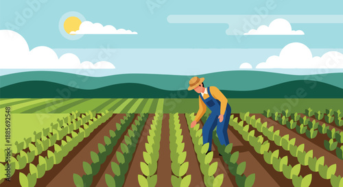 Vector illustration of a USA farmer inspecting crops in neat rows, reflecting careful crop management and sustainable agriculture in a modern rural flat vector scene