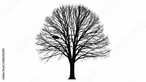 Silhouette of a large bare tree with many branches against a white background.