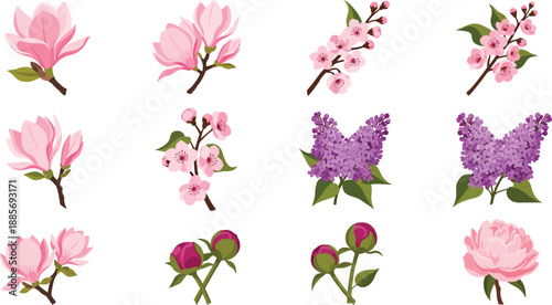 Collection of various colorful flowers including magnolias lilacs and cherry blossoms on white background