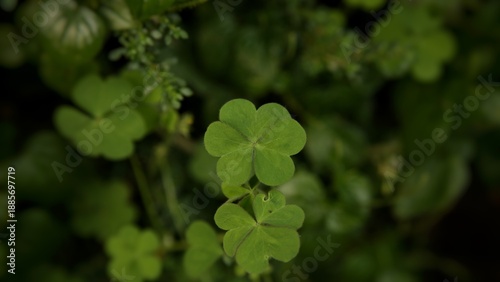 A detailed top-down view of vibrant green clover leaves growing densely in a natural outdoor environment.