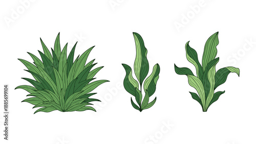 Set of three different green bushes and leafy shrubs depicted in a detailed colored engraving style on a plain background.
