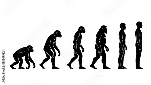 Silhouette Sequence of Human Evolution from Ape to Modern Man on Isolated White Background