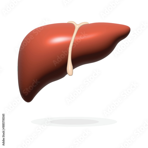 3D Realistic Human Liver Anatomy Vector Illustration. Glossy Internal Organ Model Isolated on White Background. Medical Graphic for Hepatology, Digestive System Study and Health Education.
