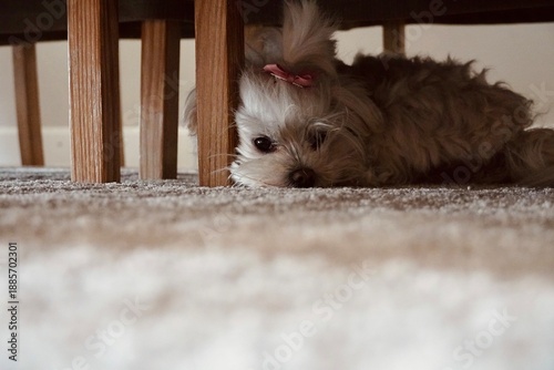 Obraz na plátně Cute small dog hiding under chair at home - Fluffy puppy lying on carpet beneath