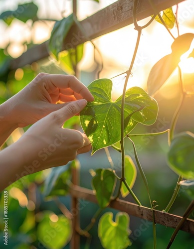 Golden Hour Sunlight Illuminates Gentle Hands Examining Green Leaves on a Rustic Trellis in a Lush Garden Setting