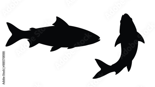 Two black fish swimming a striking silhouette